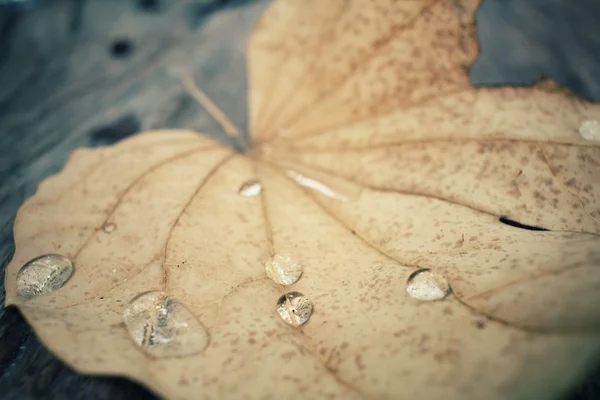 Hojas secas con gota de agua —  Fotos de Stock