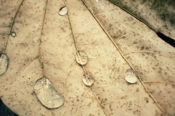 Hojas secas con gota de agua —  Fotos de Stock