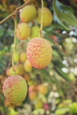 Lychee ağacının üzerinde