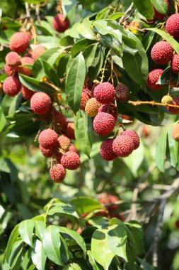 Lychee ağacının üzerinde