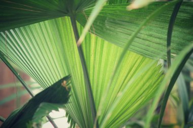 yeşil yaprakları palms 
