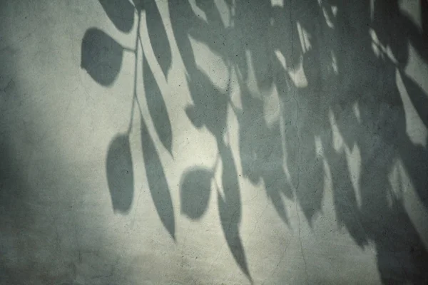 Φύλλα με σκιά — Φωτογραφία Αρχείου