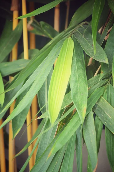 Bambu. — Stok fotoğraf