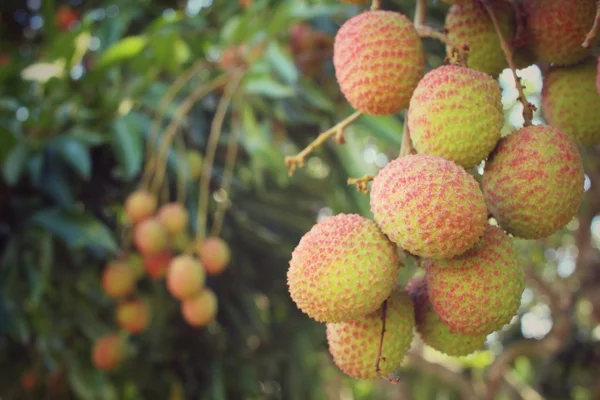 Lychee vruchten — Stockfoto