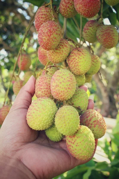 Lychee na árvore — Fotografia de Stock