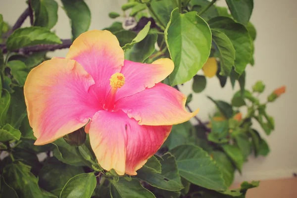 Hibiscus çiçeği — Stok fotoğraf