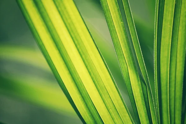 Hojas de palmeras verdes —  Fotos de Stock