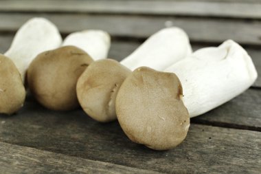 King oyster mushroom -  Eryngii mushroom clipart