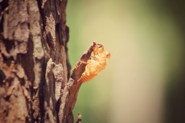 ağaç kabuk böceği