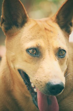 köpek arıyorum