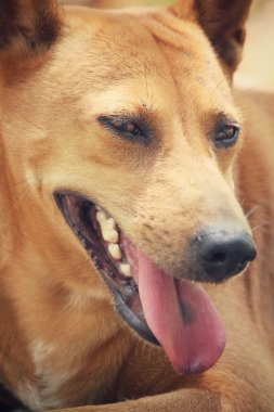 köpek arıyorum