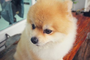 Pomeranya köpeği