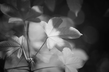 sonbahar yaprakları