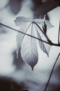 sonbahar yaprakları