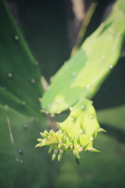 Cactus — Stockfoto