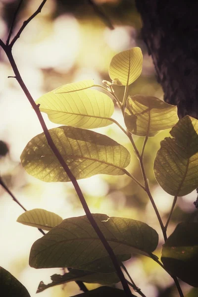秋の緑の葉 — ストック写真