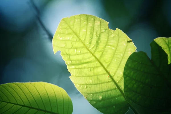 Folhas verdes no outono — Fotografia de Stock