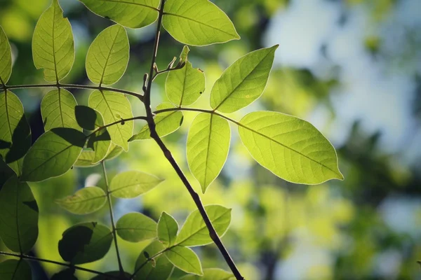 가 녹색 잎 — 스톡 사진