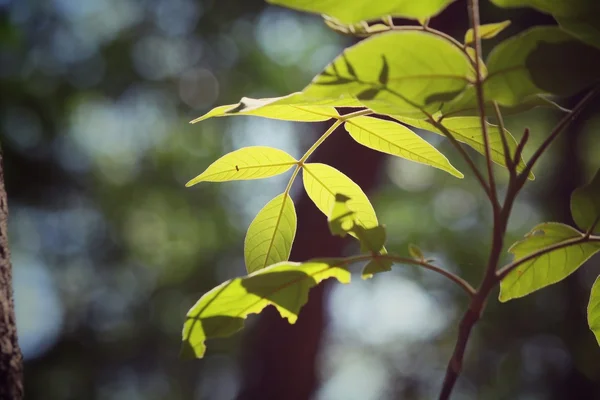 Folhas verdes no outono — Fotografia de Stock