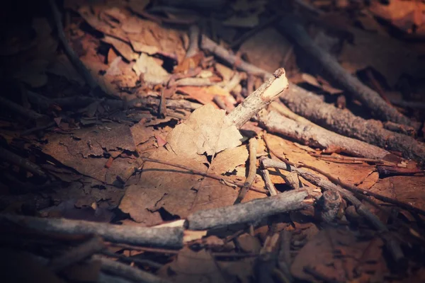 Dried leaves — Stock Photo, Image