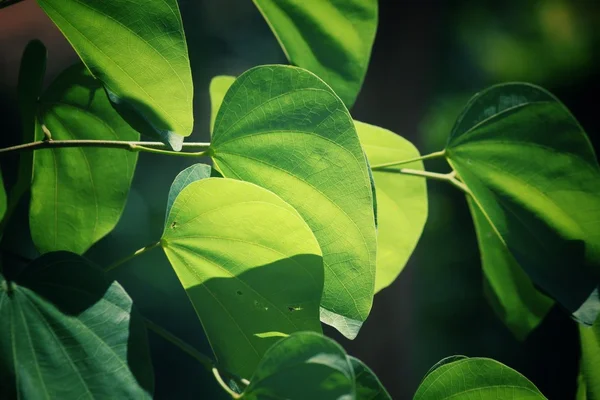 Gröna blad på hösten — Stockfoto