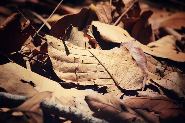 Feuilles séchées — Photo