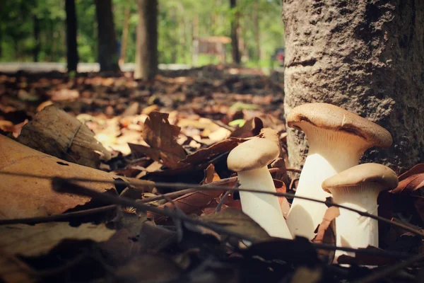 King oyster mushroom in forest — Stock Photo, Image