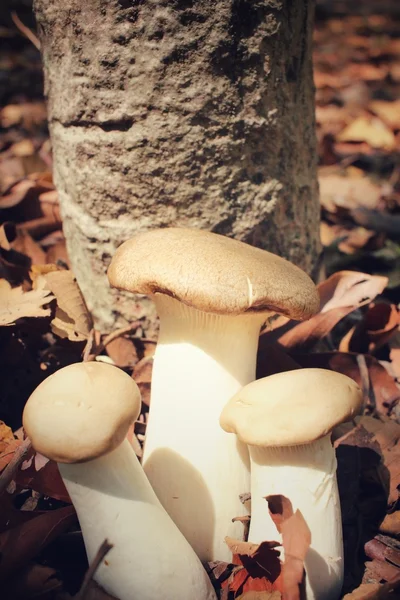 King oyster mushroom in forest — Stock Photo, Image