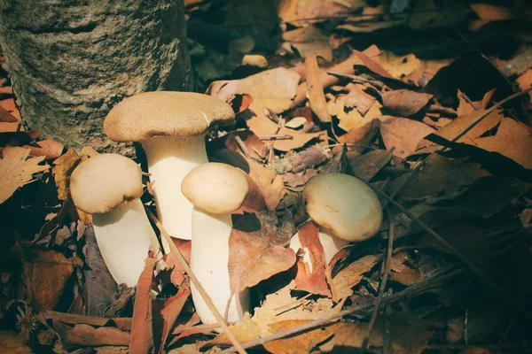 Rei cogumelo ostra na floresta — Fotografia de Stock