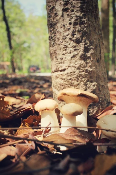 King oyster mushroom in forest — Stock Photo, Image