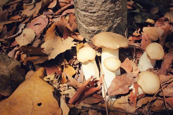 Королевский устричный гриб в лесу — стоковое фото