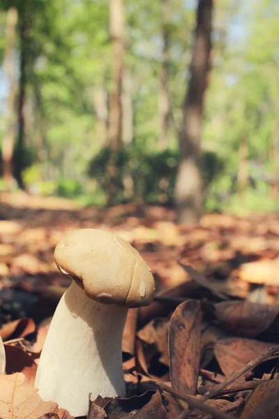 Rei cogumelo ostra na floresta — Fotografia de Stock
