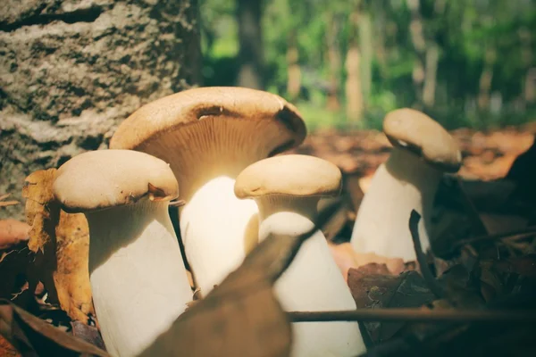 King oyster mushroom in forest — Stock Photo, Image