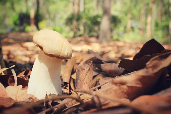 Королевский устричный гриб в лесу — стоковое фото