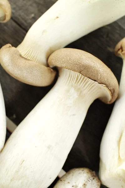 King oyster mushroom -  Eryngii mushroom — Stock Photo, Image