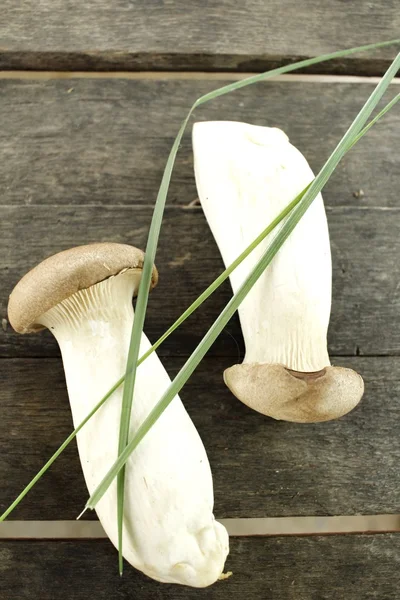 Королевский устричный гриб - Эрингий гриб — стоковое фото