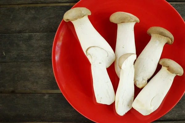 King oyster mushroom -  Eryngii mushroom — Stock Photo, Image