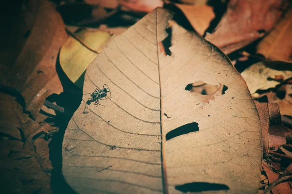 Torkade blad — Stockfoto