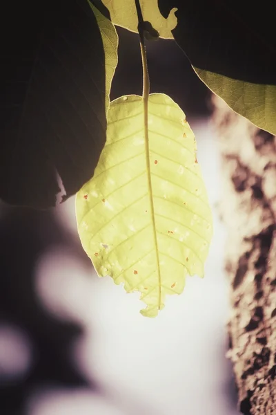 Зеленые листья осенью — стоковое фото