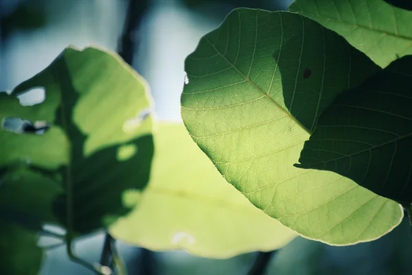 Folhas verdes no outono — Fotografia de Stock