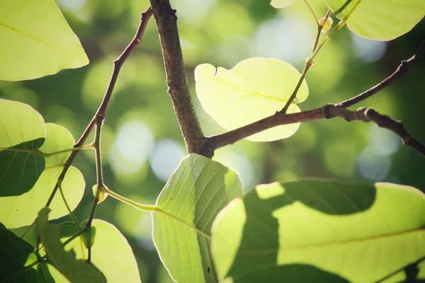 Groene bladeren in de herfst — Stockfoto