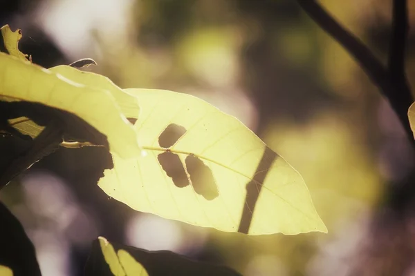 秋の緑の葉 — ストック写真