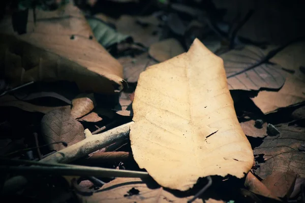 Feuilles séchées — Photo