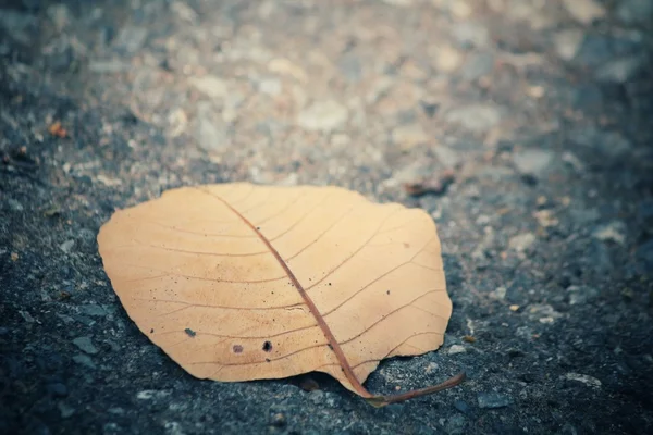 Feuilles séchées — Photo