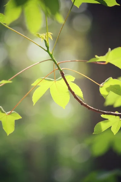 Hojas verdes en otoño —  Fotos de Stock