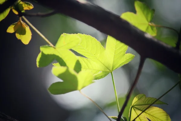 Folhas verdes no outono — Fotografia de Stock