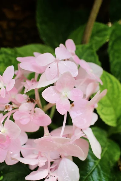 Hydrangeas flowers — Stock Photo, Image
