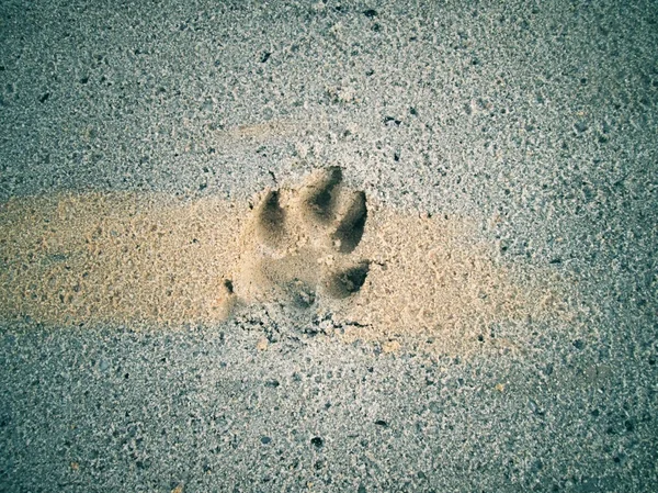Hond voet op de bodem — Stockfoto