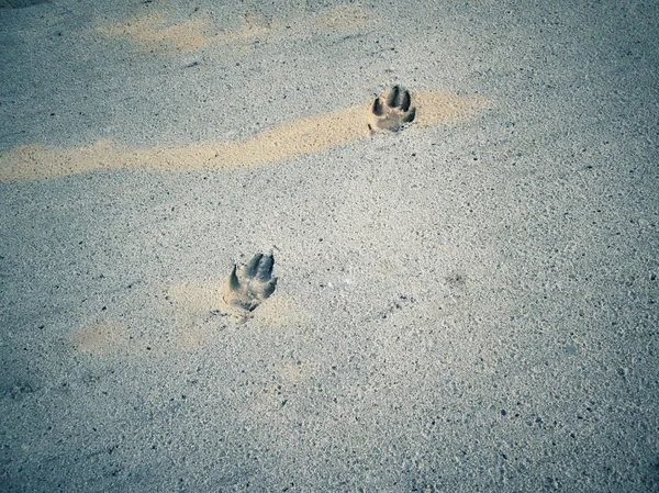 Σκύλος πόδι στο χώμα — Φωτογραφία Αρχείου
