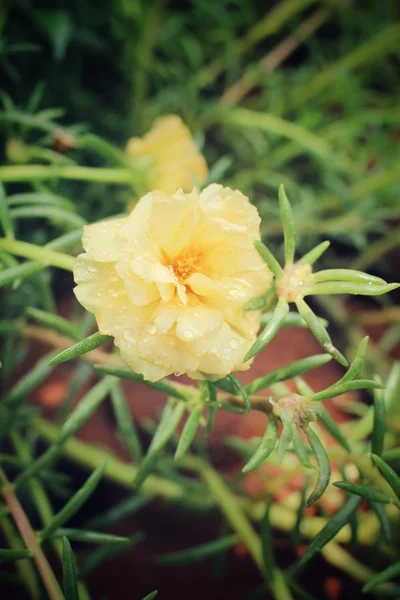 Portulaka żółty kwiat — Zdjęcie stockowe